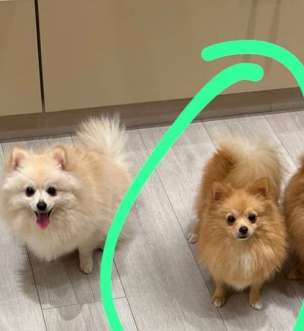 pomeranian pair for sale 3