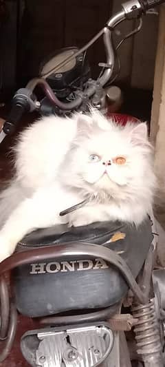 Cat Peki face Odd Eye Stud Male! Pike Face Male Persian! Available