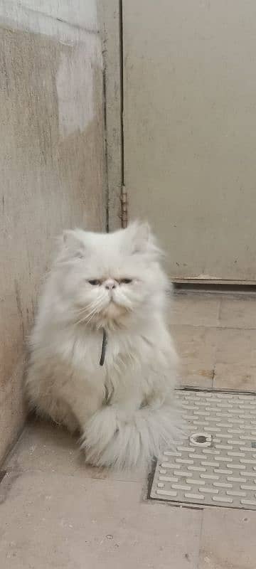 Cat Peki face Odd Eye Stud Male! Pike Face Male Persian! Available 1