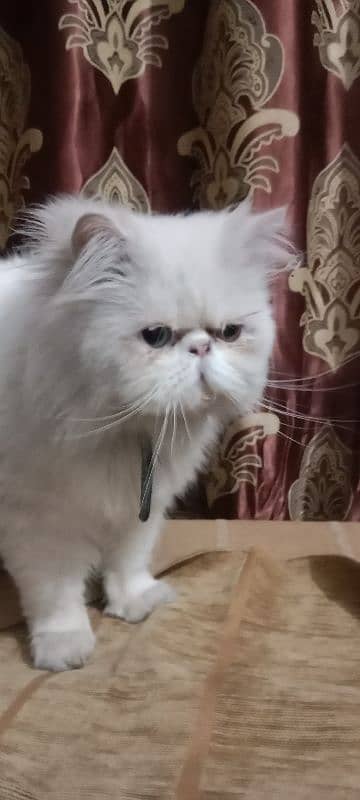 Cat Peki face Odd Eye Stud Male! Pike Face Male Persian! Available 2