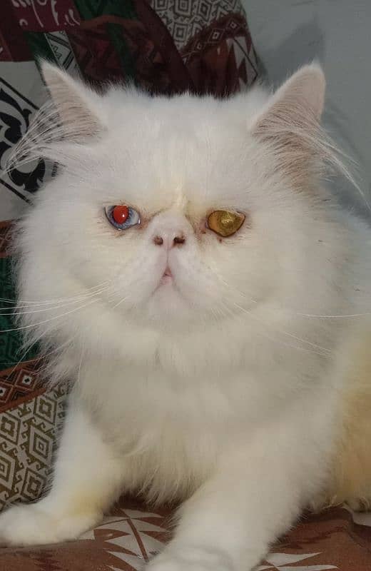 Cat Peki face Odd Eye Stud Male! Pike Face Male Persian! Available 3