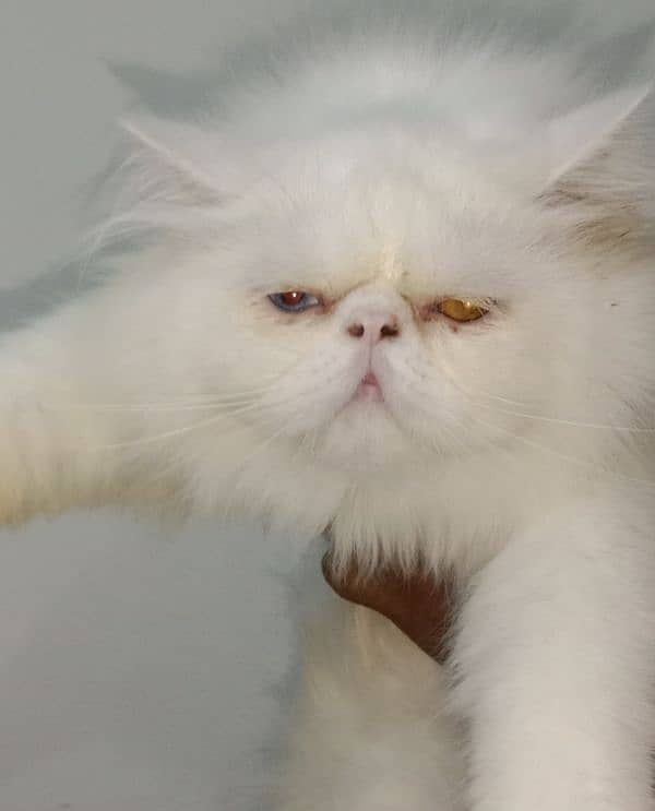 Cat Peki face Odd Eye Stud Male! Pike Face Male Persian! Available 4