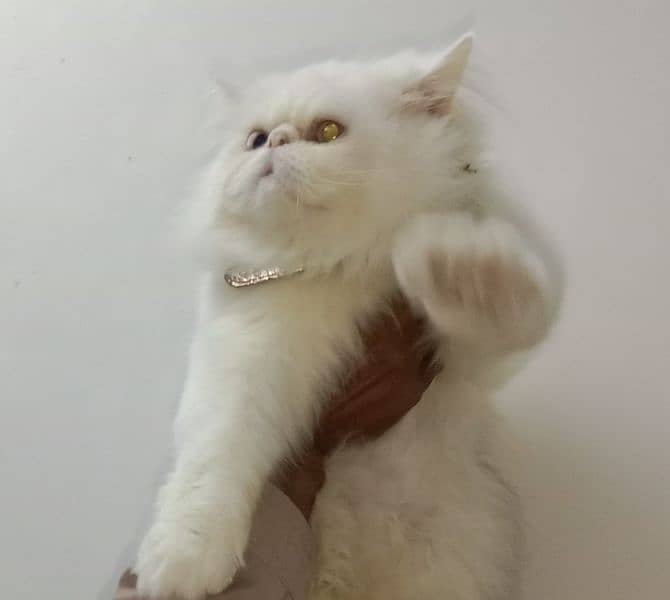 Cat Peki face Odd Eye Stud Male! Pike Face Male Persian! Available 5