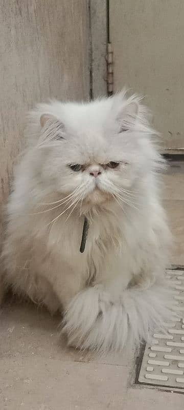 Cat Peki face Odd Eye Stud Male! Pike Face Male Persian! Available 6