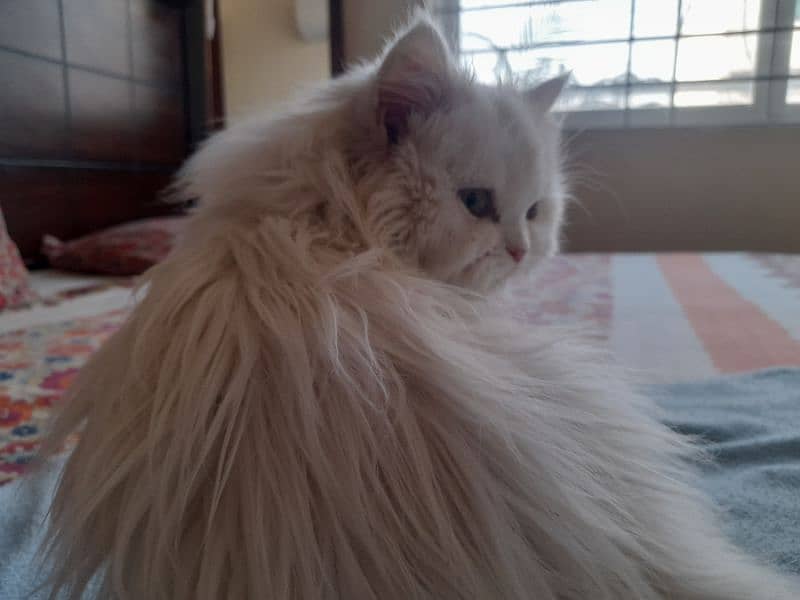 triple coat Persian cat 2