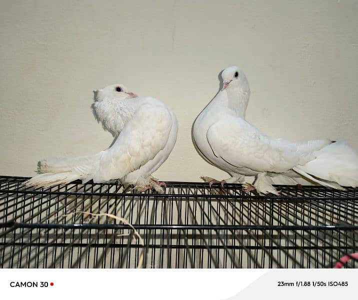 White fantail 1