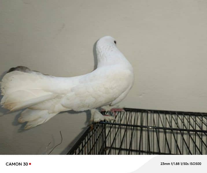 White fantail 3