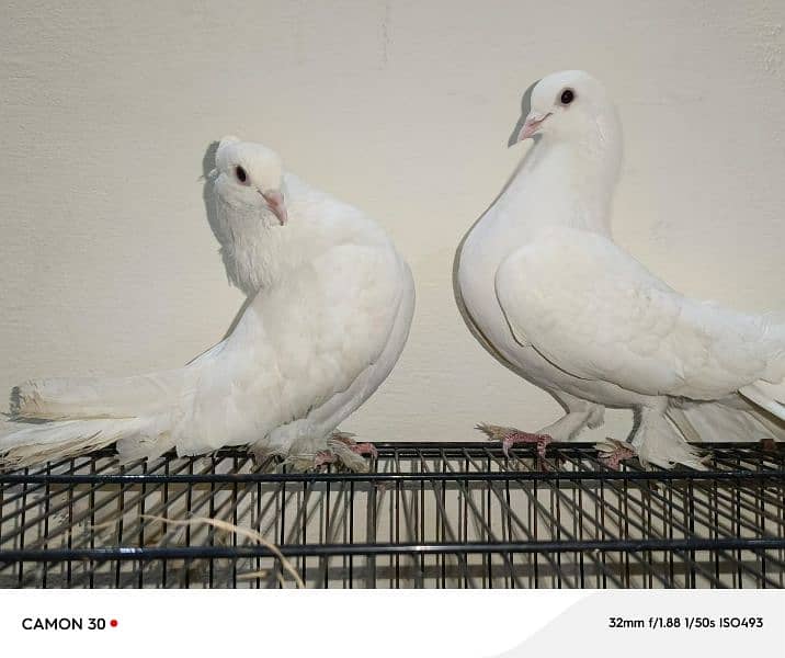 White fantail 5