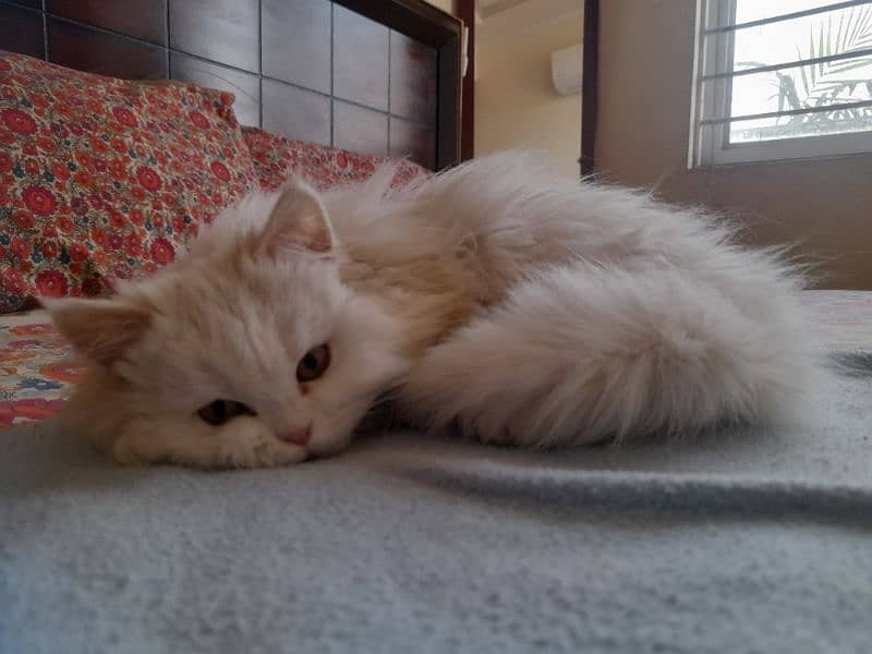 triple coat Persian cat 3