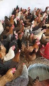 golden misr | lohman brown| eggs laying hens | chicks  |  03274087584 2