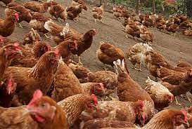 golden misr | lohman brown| eggs laying hens | chicks  |  03274087584 1