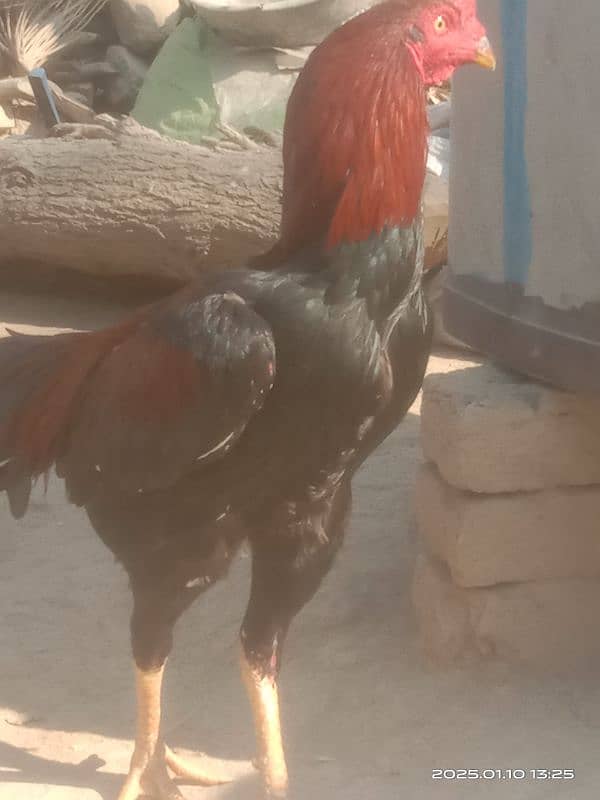 Aseel Hens for sale 0