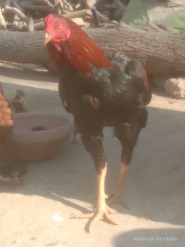 Aseel Hens for sale 1