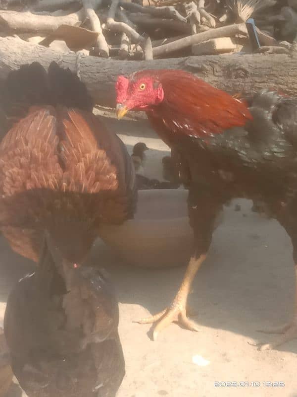 Aseel Hens for sale 2