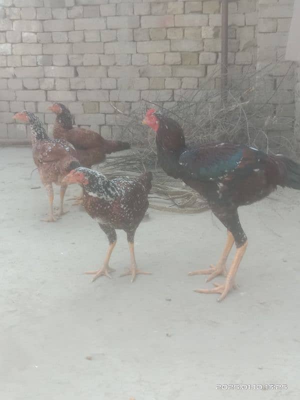 Aseel Hens for sale 3