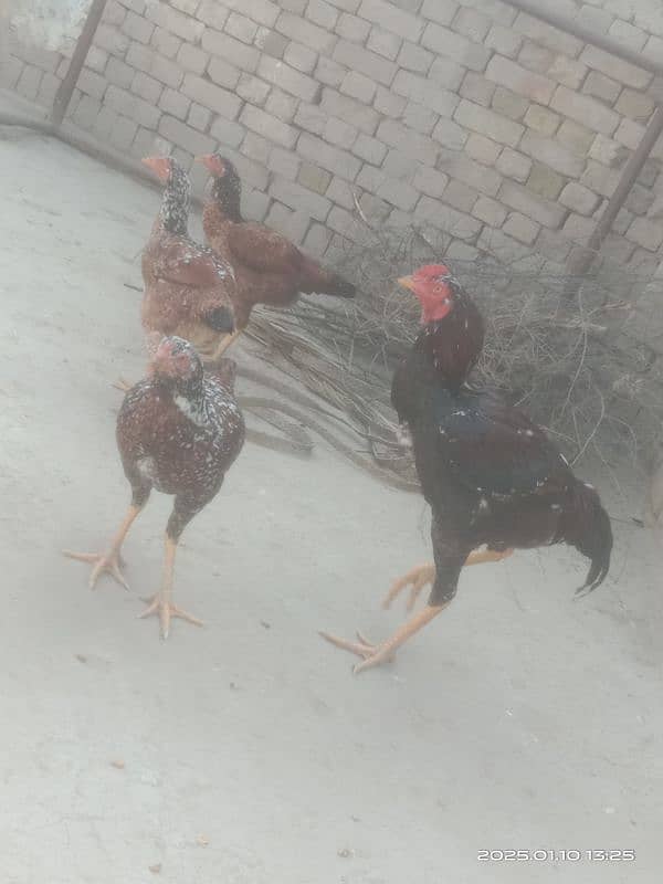 Aseel Hens for sale 4