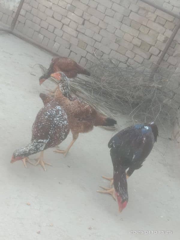 Aseel Hens for sale 5