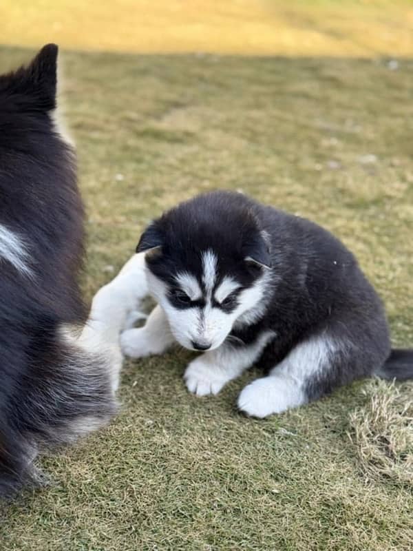 siberian husky 0