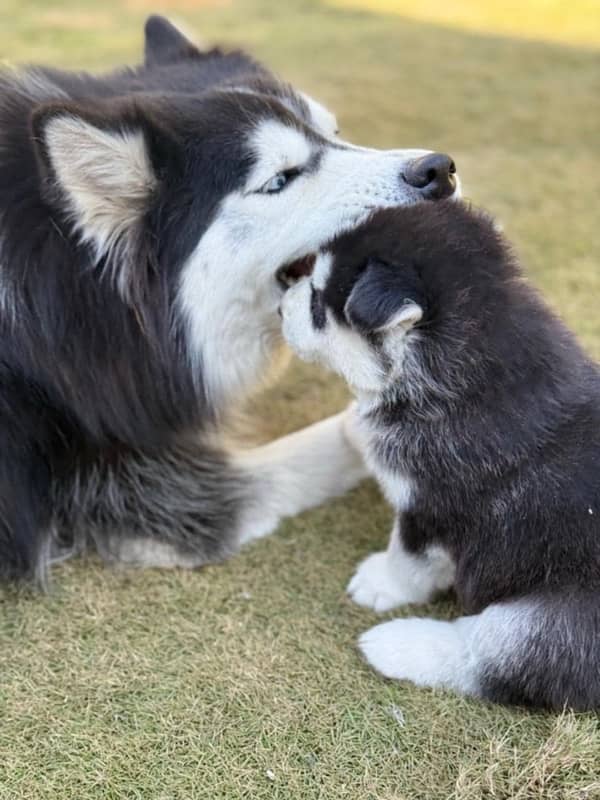 siberian husky 2