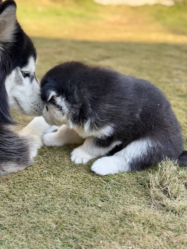 siberian husky 3