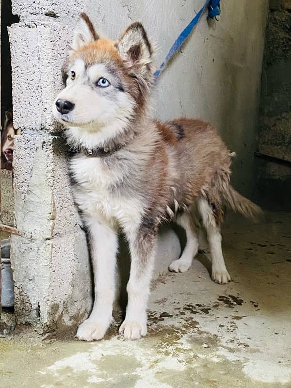 siberian husky 5