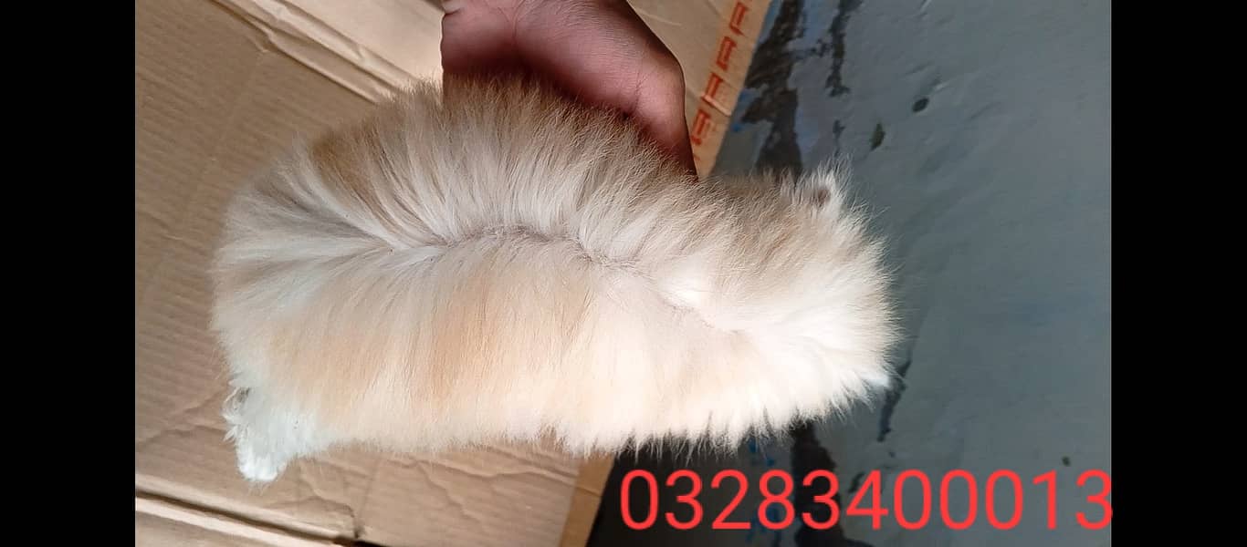 Pure pershion Peki bloodline punch face triple coated kittens 18