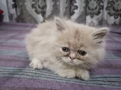 persian kitten punched face