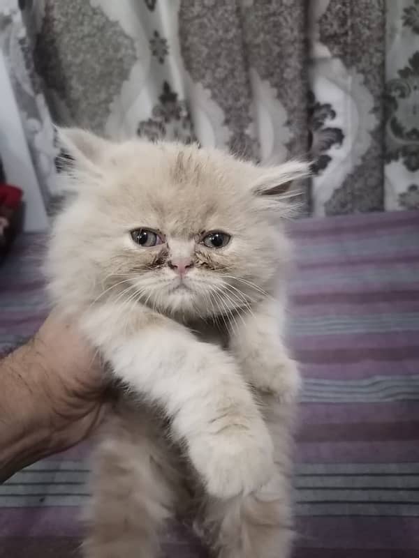 persian kitten punched face 2