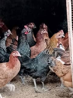 golden misr | lohman brown| eggs laying hens | read ad | 03274087584