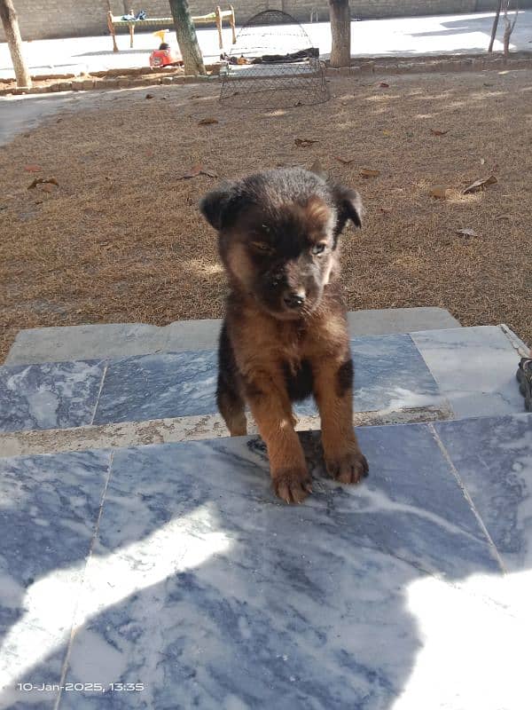 German shepherd Male Pup 0