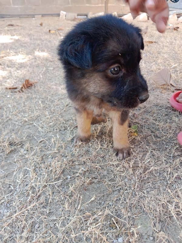 German shepherd Male Pup 1