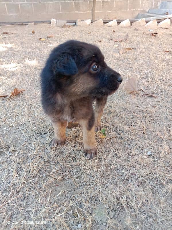 German shepherd Male Pup 2