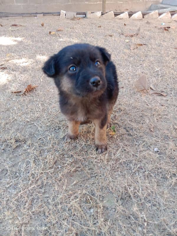 German shepherd Male Pup 3