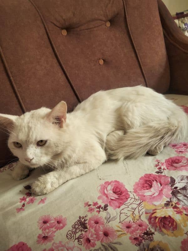 persian cat for sell. . age 2 year 2