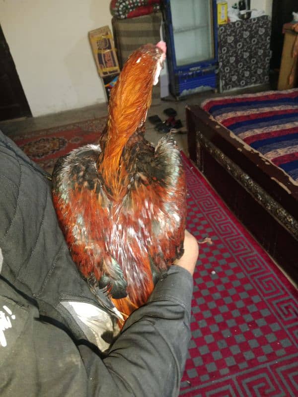 Breader Red&Black mianwali aseel full active urgent sale 1