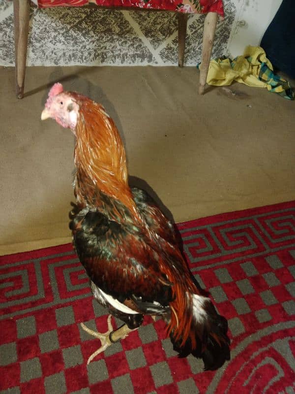 Breader Red&Black mianwali aseel full active urgent sale 3