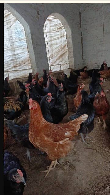 lohman brown | lohman black | egss laying hens | egss | brown 0