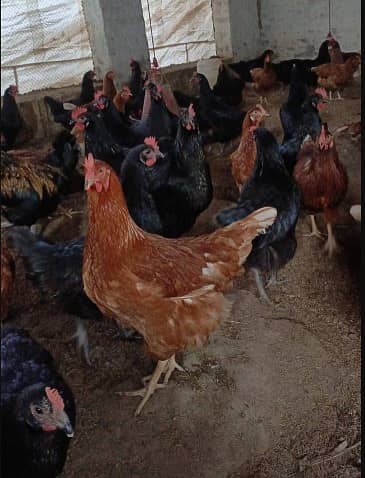 lohman brown | lohman black | egss laying hens | egss | brown 8