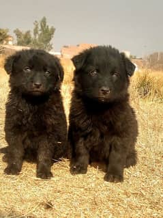 balck Shepherd Dubal Cout pair 2 mahnt for sale