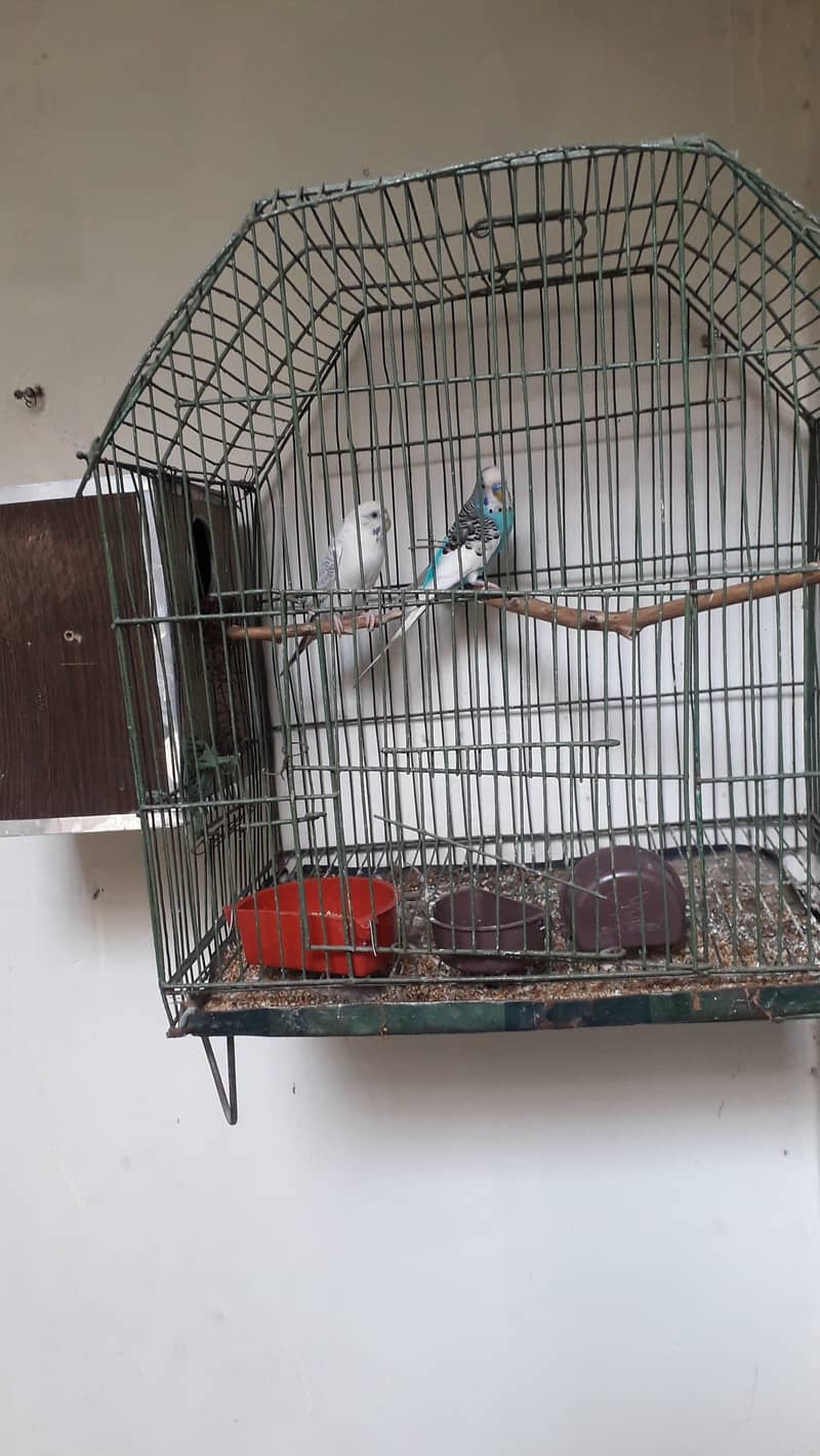 Aurstalian breeder pair with chicks and cage 03234964348 0