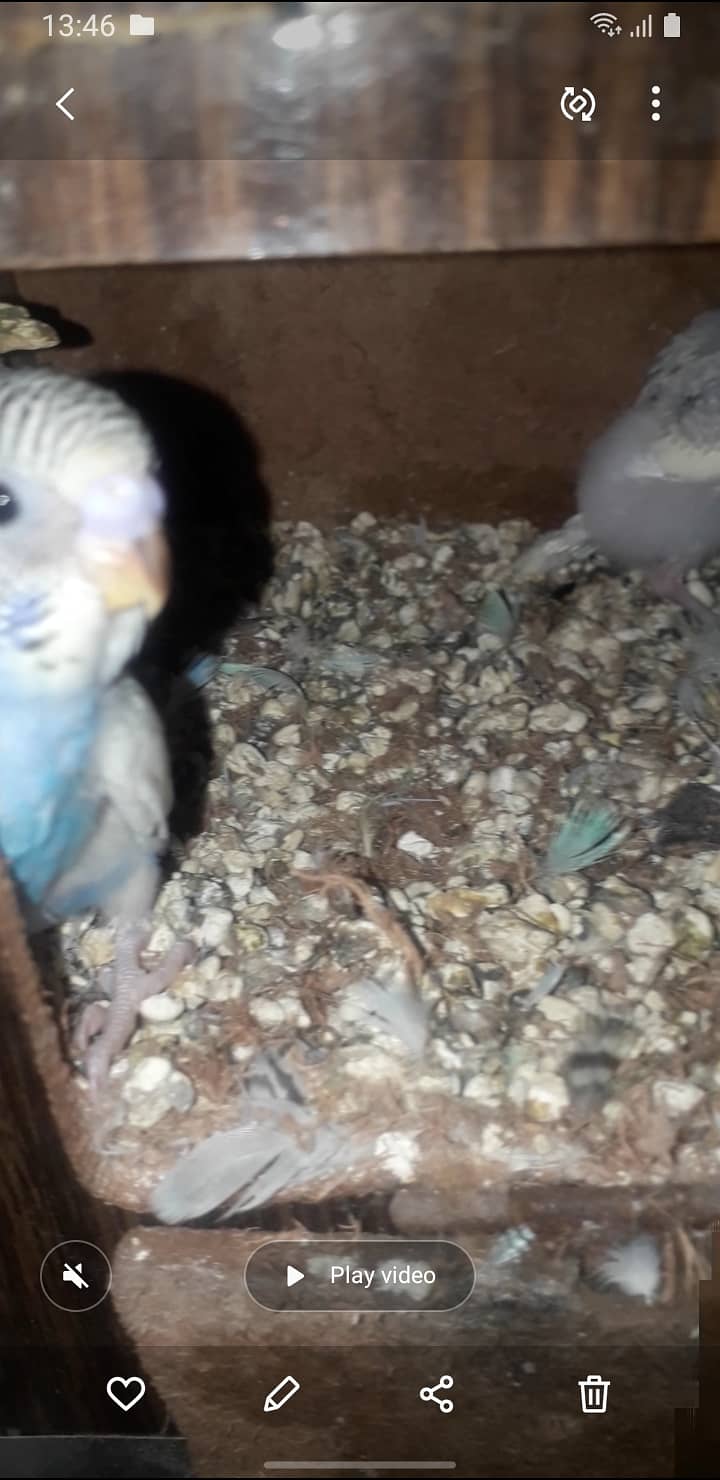 Aurstalian breeder pair with chicks and cage 03234964348 2