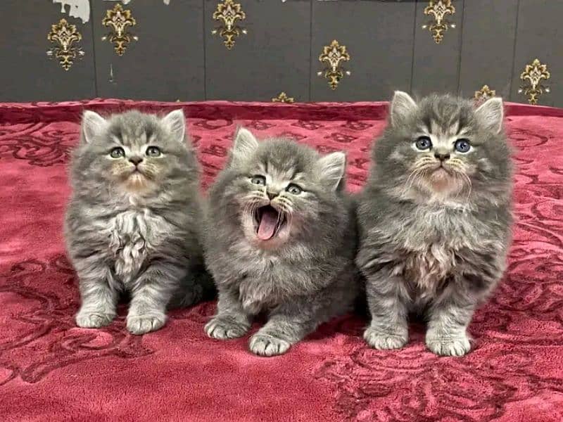 Persian kittens triple coat pair for sale contact whatsap03095180992 2