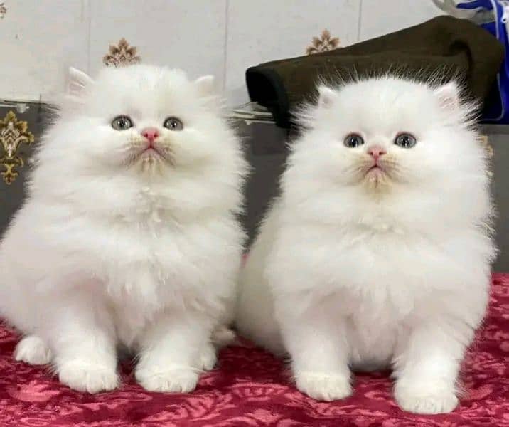 Persian kittens triple coat pair for sale contact whatsap03095180992 3