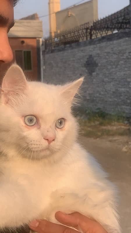 White percian cat Triple Coated with blue eyes 0