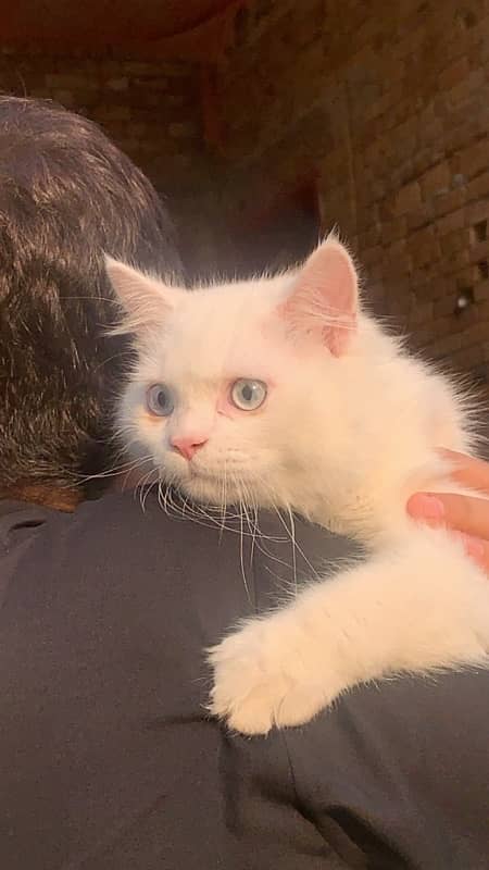 White percian cat Triple Coated with blue eyes 1