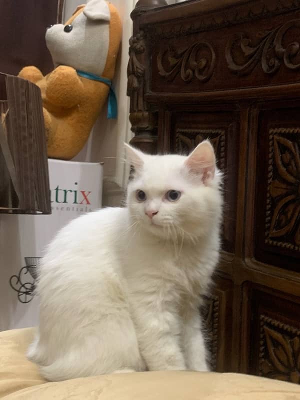 White percian cat Triple Coated with blue eyes 3