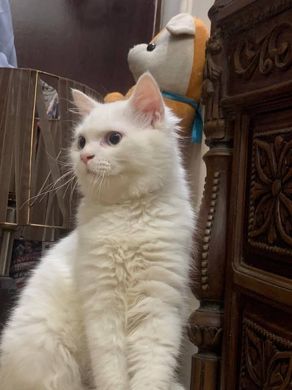 White percian cat Triple Coated with blue eyes 4