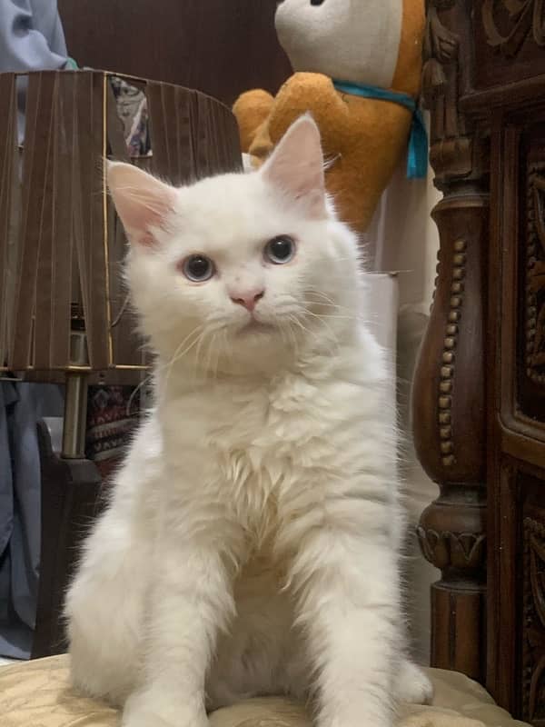 White percian cat Triple Coated with blue eyes 5