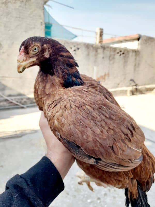 quality peeli aseel hen for sale 0