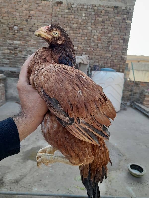 quality peeli aseel hen for sale 2